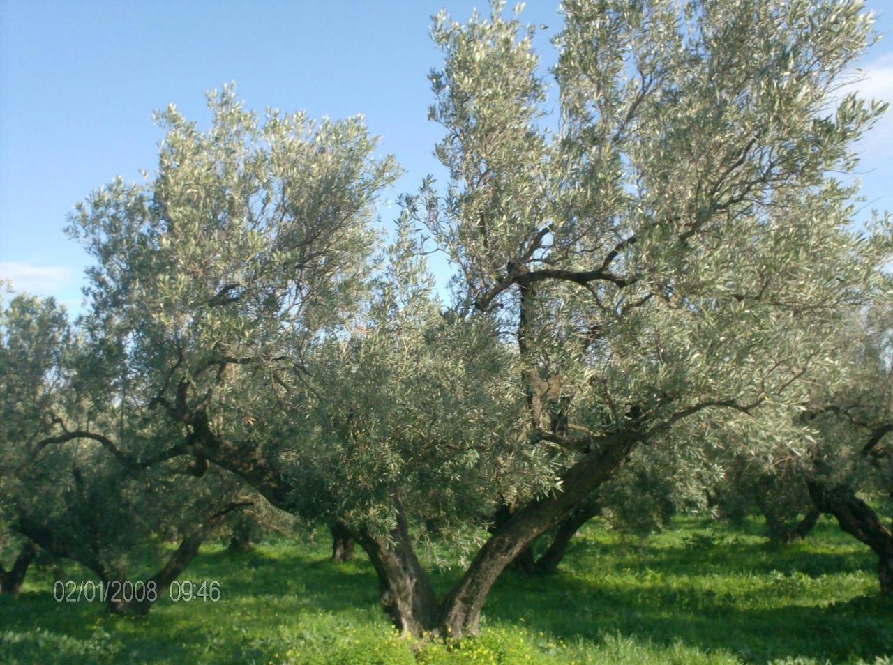 Villa La Cucullera Catanzaro Dış mekan fotoğraf